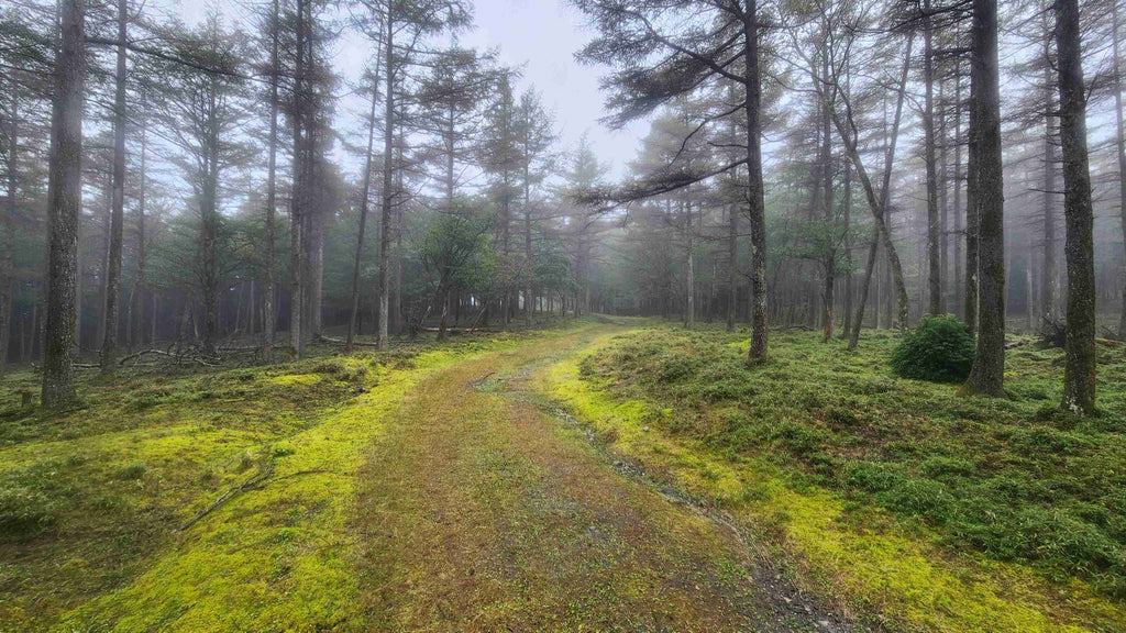 苔に覆われた霧のカラマツ林の林道